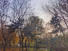 -大兴滨河森林公园