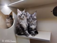 -十年猫舍·猫咪专门店(普陀店)