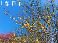 -杭州植物园