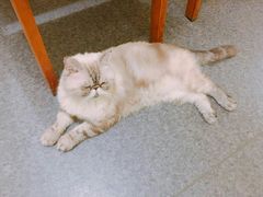 -猫色咖啡·猫咖