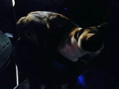 猫儿-民谣未来吧