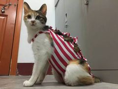 -荣耀金沙动物医院(清江西路店)