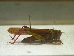 -上海昆虫博物馆