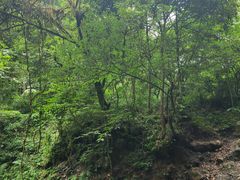 -西岭雪山大飞水景区
