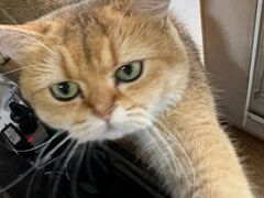 -喵zoo家庭繁育猫舍(尖东智能花园店)
