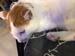 -平行世界·猫咖(首经贸店)