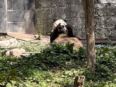 -中国大熊猫保护研究中心雅安碧峰峡基地