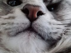 -萌兽医馆·犬猫专科·眼科中心·宠物医院(朝阳门分院)