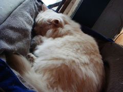 -Babycat私家御饼屋(龙头路一店)