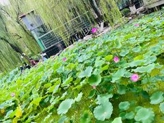 -莲湖公园