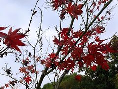 -呼吸森林·生态农庄农家乐私房菜