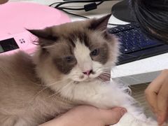 -安安宠医宠物医院·异宠·犬猫内科(岳阳分院)