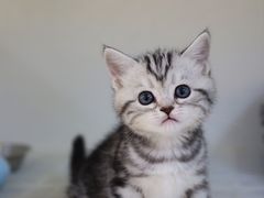 -lincat·猫舍(广州店)