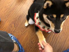 -豆柴町-柴犬主题狗咖(红鼎国际C座店)