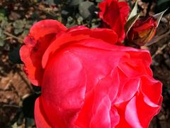 -静之湖湖畔餐厅