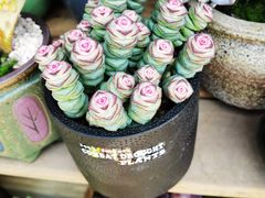 -星光城