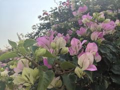-中国科学院西双版纳热带植物园