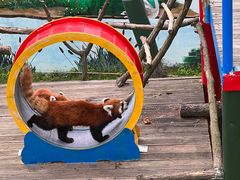 -西霞口神雕山野生动物世界