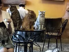-猫猫幼稚园·撸猫·桌游·电玩