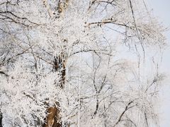 -雾凇岛