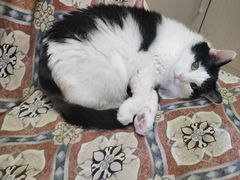 -宠福鑫动物医院(望京分院)