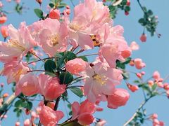 -海棠花溪(元大都城垣遗址公园)