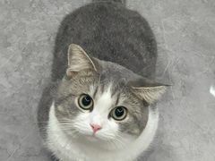 -爱妮康宠物医院·干细胞免疫细胞·肿瘤·心脏(张江店)