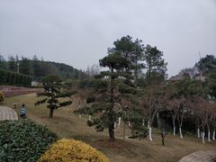 -铁山坪森林公园