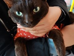 -喵屿·大理花园猫咖