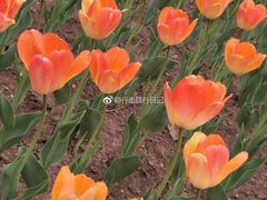 -长春公园(普阳街道)