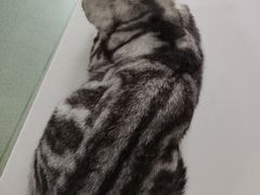 -康乐宝动物医院