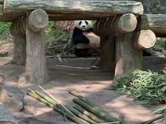 -都江堰中华大熊猫苑