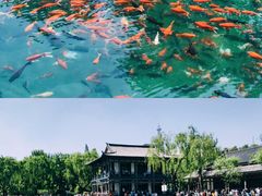 -趵突泉景区