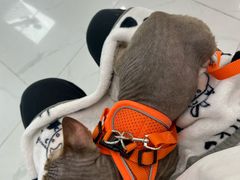 -纳吉亚猫专科动物诊疗中心(蒋宅口分院)