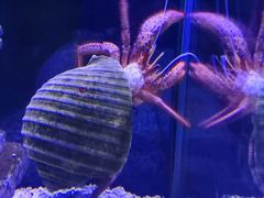 -太平洋海底世界