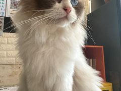 -平行世界·猫咖(首经贸店)