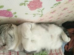 -伟伟宠物医院·CT影像中心·瑞派犬猫综合性门诊(汉口总院)