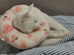 -纳吉亚猫专科动物医院(康都外科中心)
