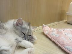 -momokira米努特·德文卷毛猫·棉花面纱犬