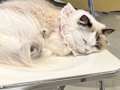 -怪兽屋·羊驼·猫咖·狗咖(俊华广场店)