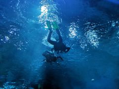 -芜湖新华联大白鲸海洋公园