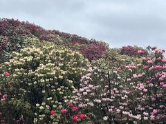 -贵州百里杜鹃风景名胜区