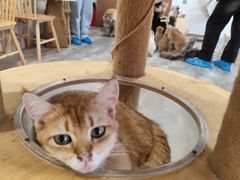 -楼上猫咖(罗湖店)