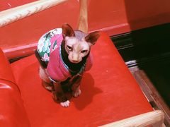 -猫色咖啡·猫咖