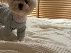 -帕帕拉兹宠物(亚洲旗舰店)