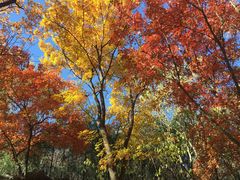 -竹叶涮肉坊(总店)