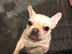 -百好乐宠物友好餐厅(朝外大街店)