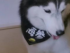 -Husky Go! 哈士奇体验馆·宠物咖啡厅狗咖