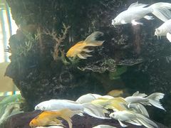 -瑞幸咖啡(天安数码城店)