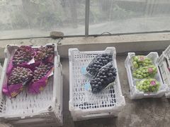 -马陆小张葡萄园农家乐